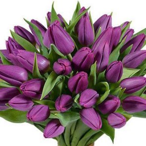 Пурпурные тюльпаны