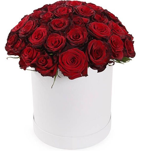 51 роза Ред Париж в шляпной коробке - фото 8276