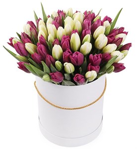 101 королевский тюльпан в белой коробке, бело-пурпурный микс