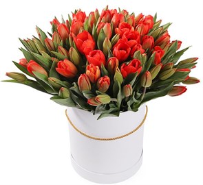 101 королевский тюльпан в белой коробке, красно-оранжевые