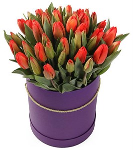 51 королевский тюльпан в коробке, красно-оранжевые