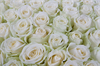 Букет 101 роза Аваланш 60/70 см - фото 5816