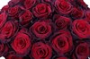 51 роза Ред Париж в шляпной коробке - фото 6181