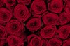 Букет из 101 красной розы 60/70 см - фото 6416