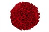 Букет 101 роза Фридом - фото 6454