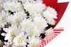 Букет 15 белых кустовых хризантем в красной бумаге - фото 6463
