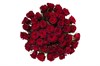 Букет из 51 красной розы Ред Париж - фото 6619