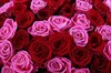 Букет Страсть и нежность, 101 роза - фото 6627