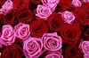 Букет Страсть и нежность, 51 роза - фото 6629