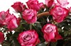 51 роза Дип Перпл в корзине - фото 6639