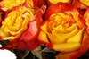 Букет 51 роза Хай Еллоу - фото 6957