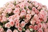 101 кустовая роза Свит Сара - фото 6971