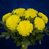 9 желтых хризантем - фото 7175