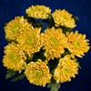 Золотистые хризантемы, 9 шт - фото 7178