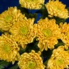 Золотистые хризантемы, 9 шт - фото 7179