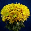 Солнечный букет хризантем - фото 7180