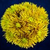 Солнечный букет хризантем - фото 7181