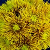 Солнечный букет хризантем - фото 7182