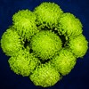 9 зеленых хризантем - фото 7186
