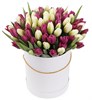 101 королевский тюльпан в белой коробке, бело-пурпурный микс - фото 7831